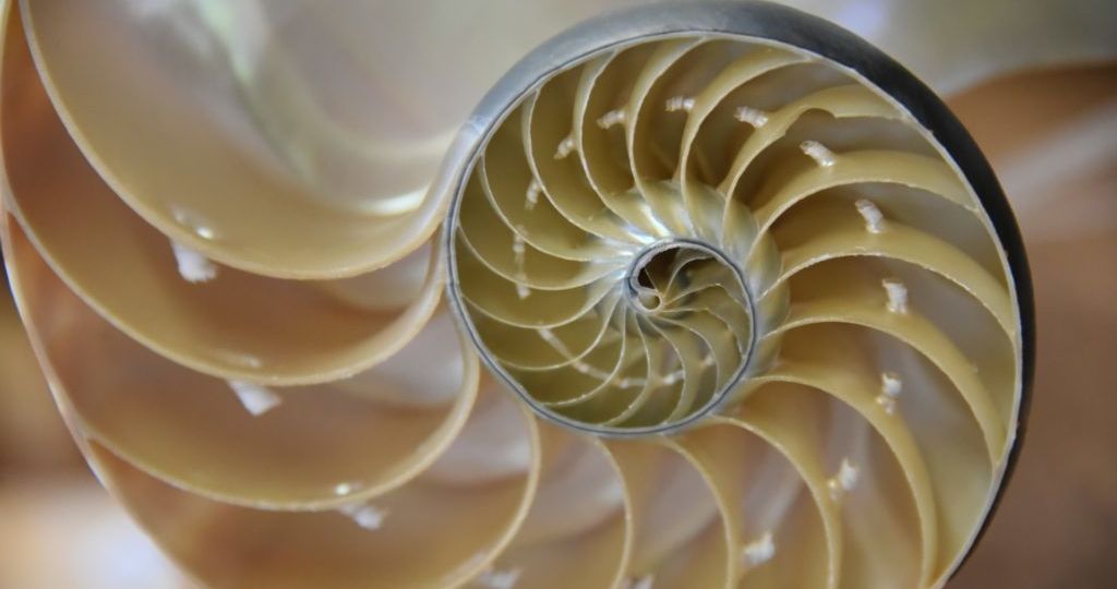 nautilus-cutaway-shell-1024x683